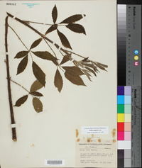 Rubus argutus image