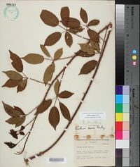 Rubus argutus image