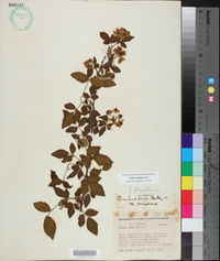 Rubus argutus image