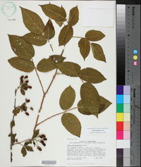 Rubus argutus image