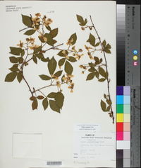 Rubus argutus image