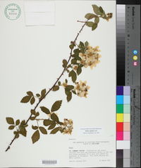 Rubus argutus image
