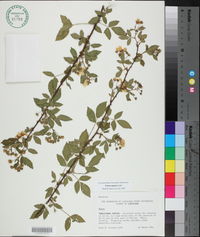 Rubus argutus image