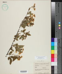 Rubus argutus image