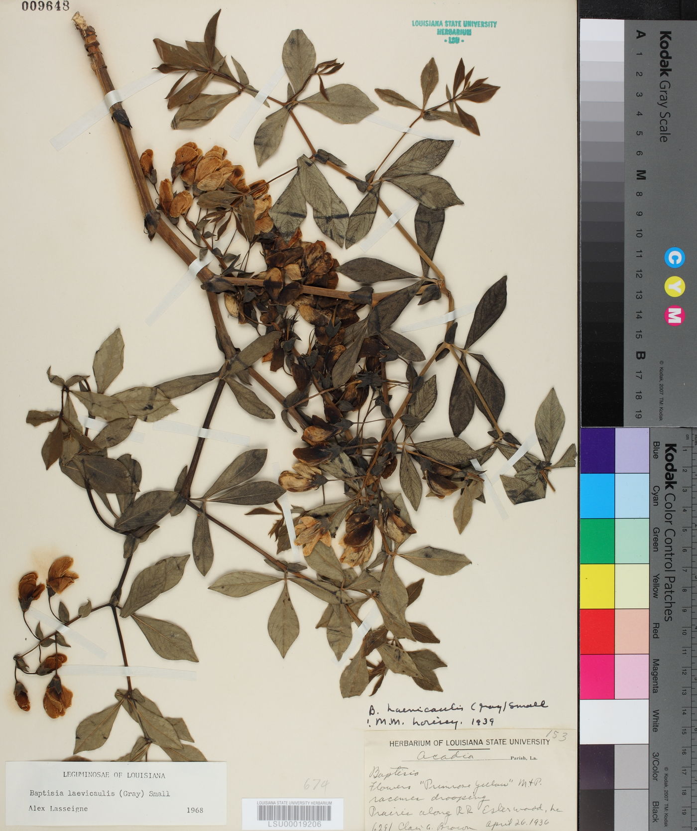 Baptisia bracteata var. laevicaulis image