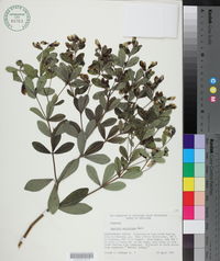 Baptisia nuttalliana image