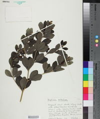 Baptisia nuttalliana image