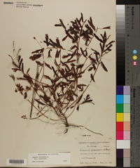 Chamaecrista nictitans subsp. nictitans var. nictitans image