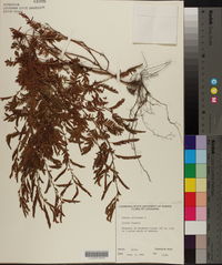 Chamaecrista nictitans subsp. nictitans var. nictitans image