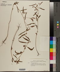 Chamaecrista nictitans subsp. nictitans var. nictitans image