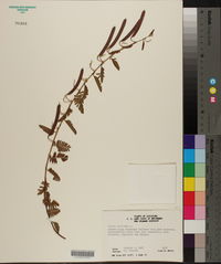Chamaecrista nictitans subsp. nictitans var. nictitans image