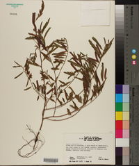 Chamaecrista nictitans subsp. nictitans var. nictitans image