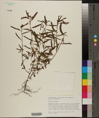 Chamaecrista nictitans subsp. nictitans var. nictitans image