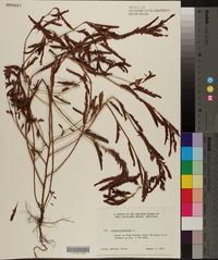 Chamaecrista nictitans subsp. nictitans var. nictitans image
