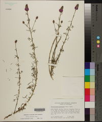 Dalea purpurea image