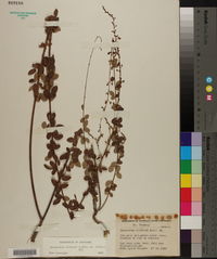 Desmodium ciliare image