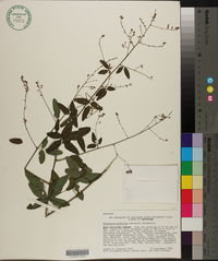 Desmodium glabellum image