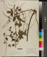 Desmodium glabellum image