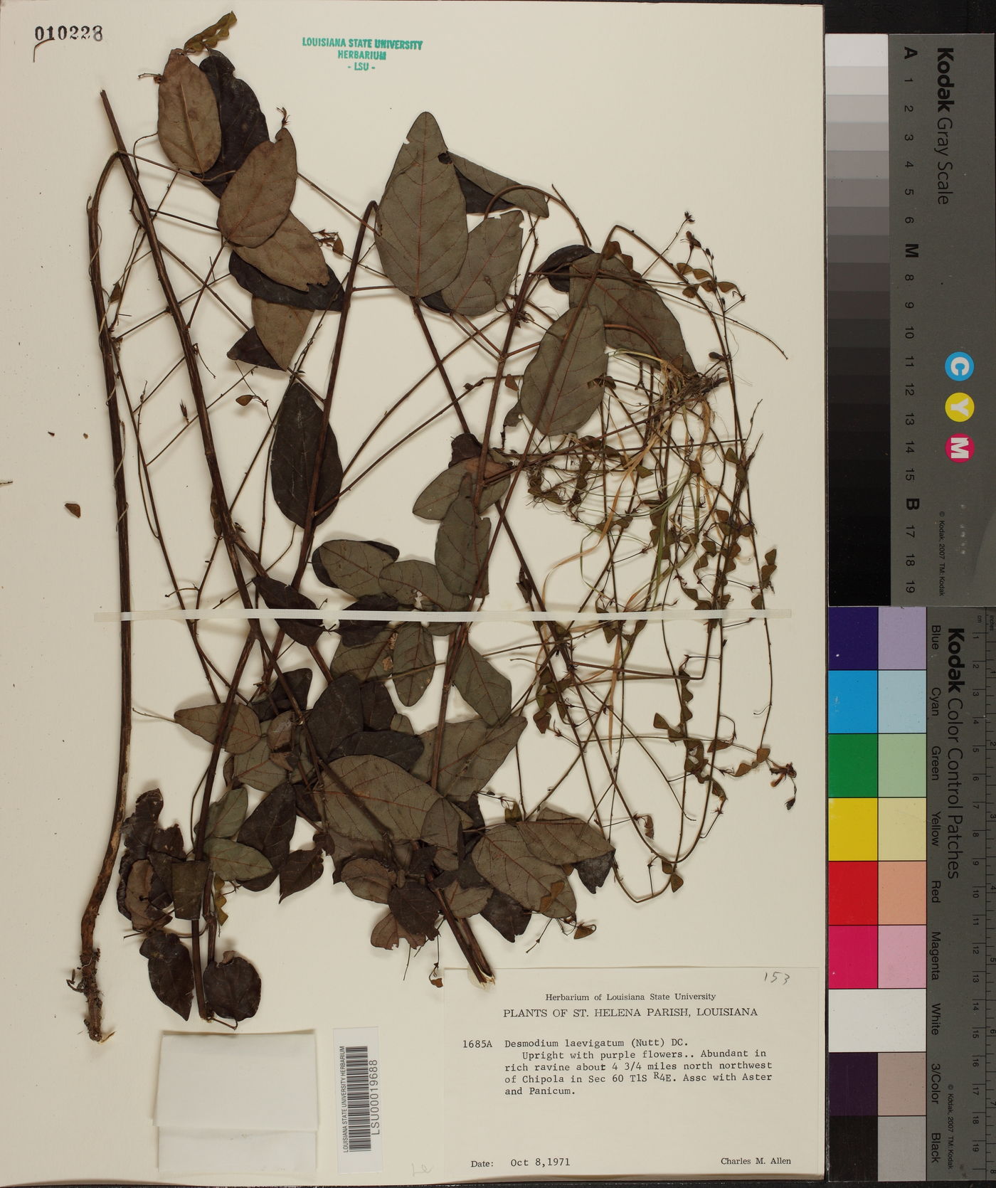 Desmodium laevigatum image