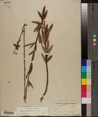 Desmodium sessilifolium image