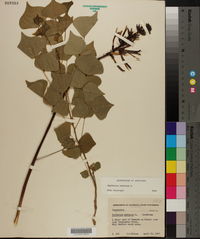 Erythrina herbacea image