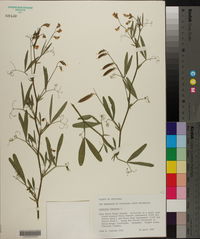 Lathyrus hirsutus image