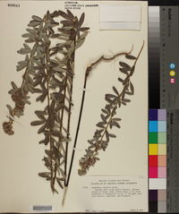 Lespedeza capitata image