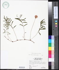 Mimosa strigillosa image