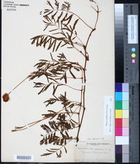 Mimosa strigillosa image
