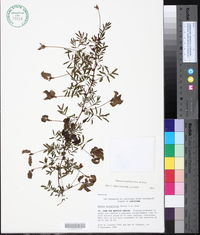 Mimosa strigillosa image