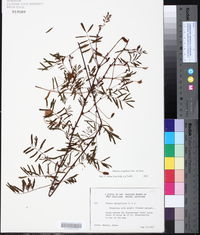 Mimosa strigillosa image