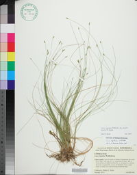 Carex leptalea subsp. harperi image