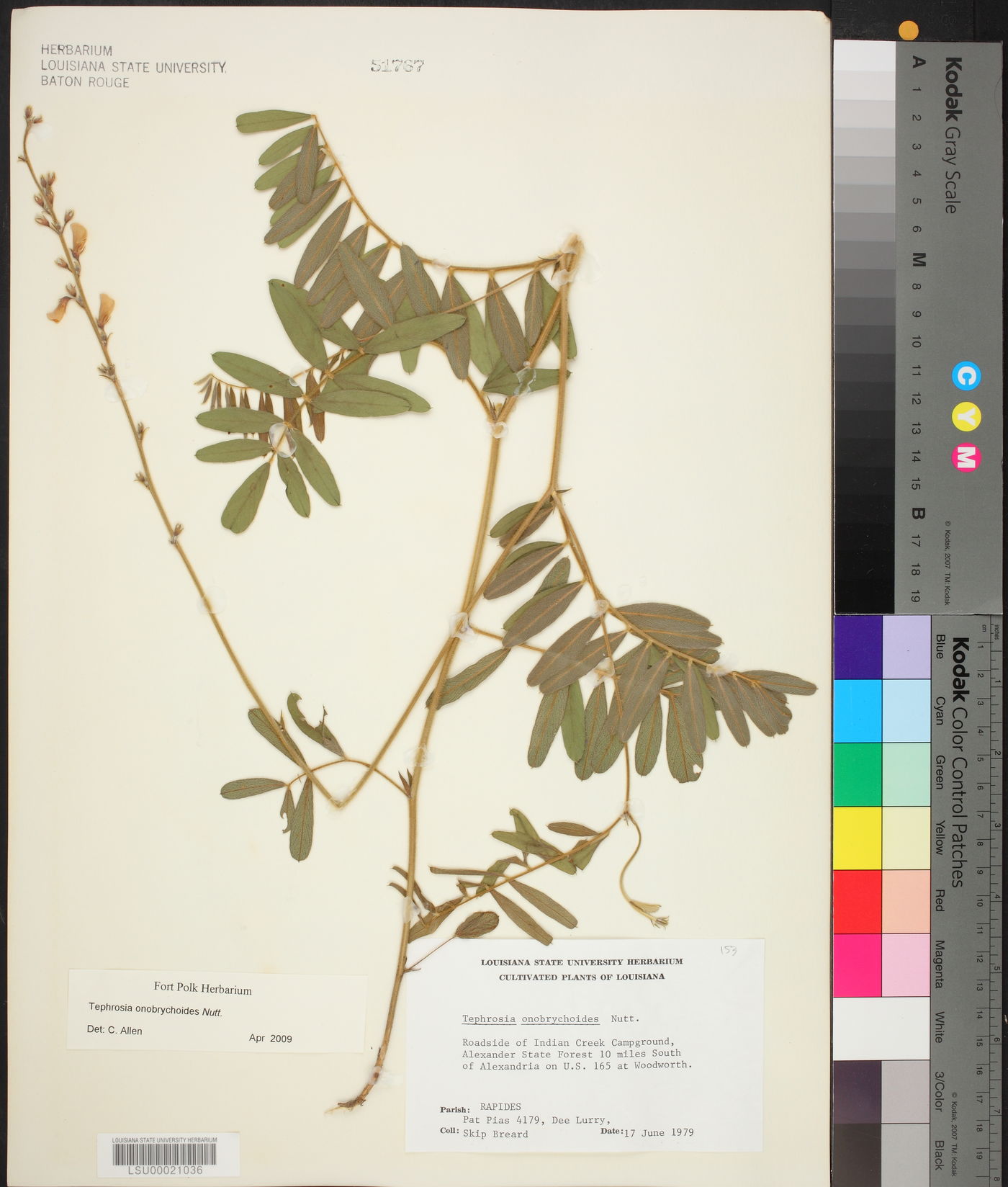 Tephrosia onobrychoides image