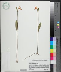 Pogonia ophioglossoides image