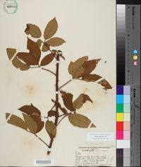 Rubus argutus image