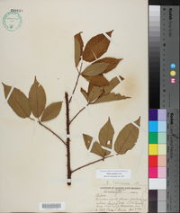 Rubus argutus image