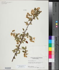 Rubus argutus image