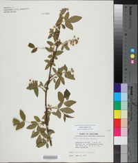 Rubus argutus image