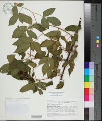 Rubus argutus image