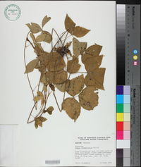 Rubus flagellaris image