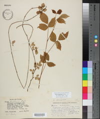 Rubus flagellaris image