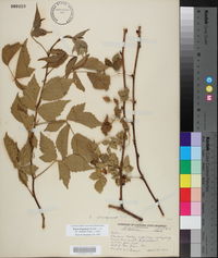 Rubus flagellaris image