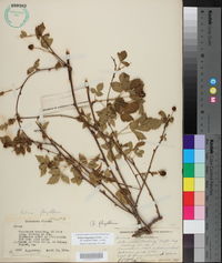 Rubus flagellaris image