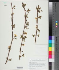 Rubus trivialis image