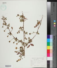 Rubus trivialis image