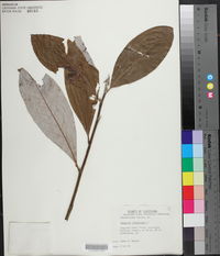 Magnolia virginiana image