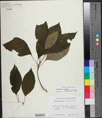 Schisandra glabra image