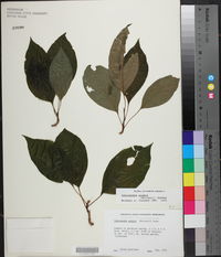 Schisandra glabra image