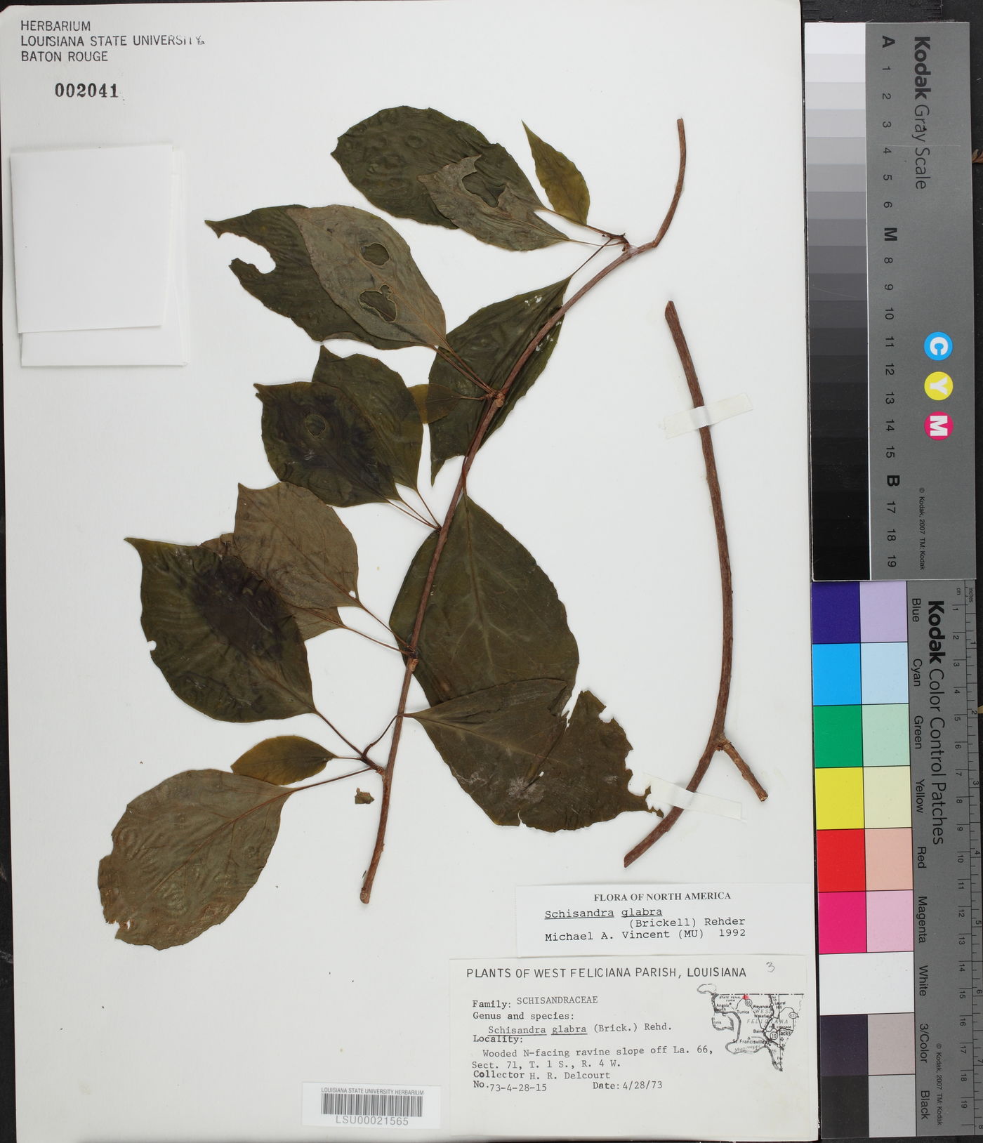 Schisandra glabra image