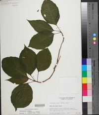 Schisandra glabra image